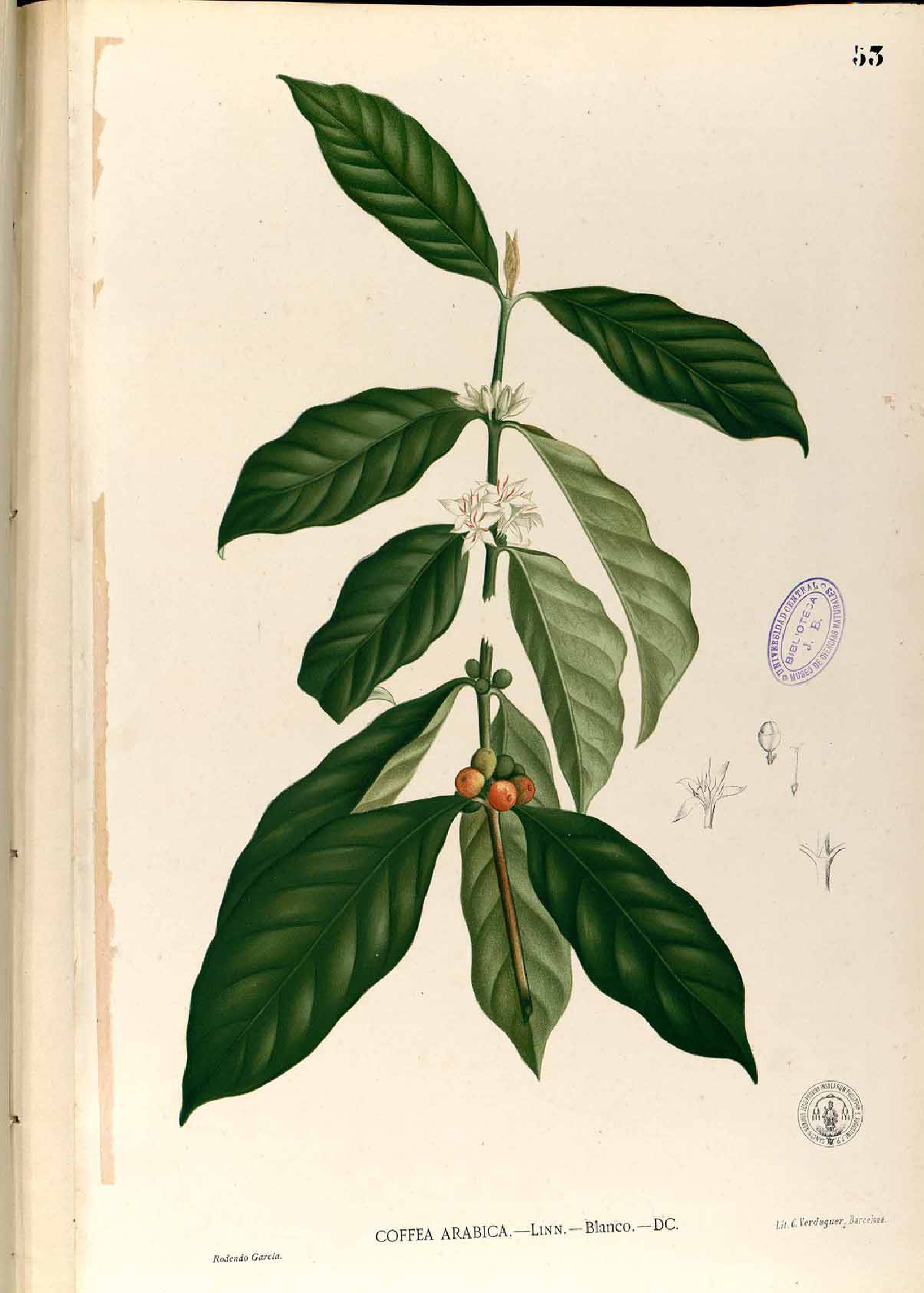 Coffea arabica